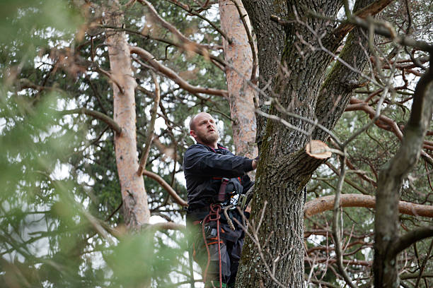 Trusted Sparta, MI Tree Care Experts